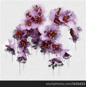 pink purple orchid flower on white. Beautiful Luxurious flower painted in watercolor style. Artistic plum blossom. Flowers illustration Abstract canvas painting. Full of romance. Wedding decor