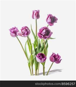 Pink purple tulips bunch standing on white background with shadow. Front view.