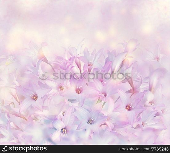 Pink rain Lily (Zephyranthes rosea) Flowers .