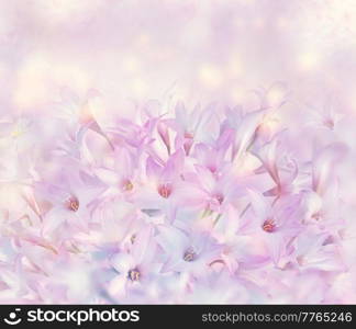 Pink rain Lily (Zephyranthes rosea) Flowers .