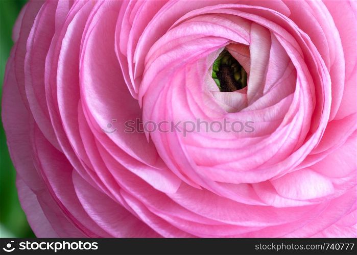 Pink Ranunculus Background. Macro. Close-up. Horizontal. For colorful greeting card or flower delivery. Soft selective focus