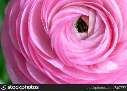 Pink Ranunculus Background. Macro. Close-up. Horizontal. For colorful greeting card or flower delivery. Soft selective focus