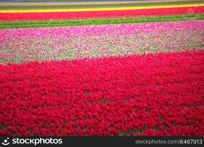 pink, red and orange tulip field in North Holland during spring