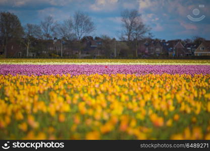 pink, red and orange tulip field in North Holland during spring. pink, red and orange tulip field in North Holland