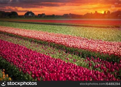 pink, red and orange tulip field in North Holland during spring. pink, red and orange tulip field in North Holland