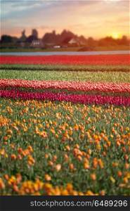 pink, red and orange tulip field in North Holland during spring. pink, red and orange tulip field in North Holland