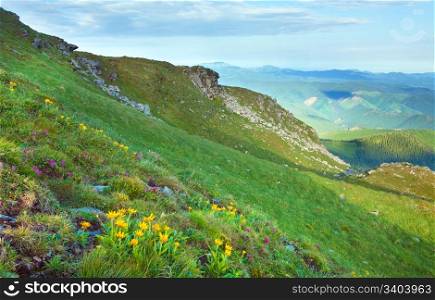 Pink rhododendron and yellow flowers on summer mountainside (Ukraine, Carpathian Mountains)