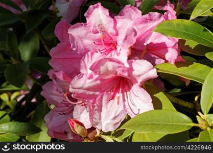 Pink rhododendron flower in spring