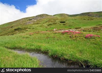Pink rhododendron flowers and small mere on summer mountainside (Ukraine, Carpathian Mountains)