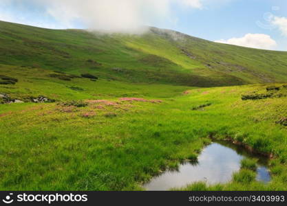 Pink rhododendron flowers and small mere on summer mountainside with cloud on top of hill(Ukraine, Carpathian Mountains)