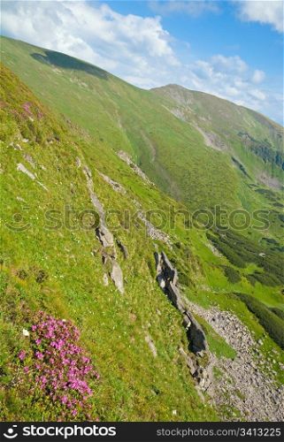 Pink rhododendron flowers on precipitous summer mountainside (Ukraine, Carpathian Mountains)