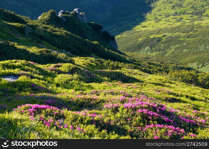 Pink rhododendron flowers on summer mountainside