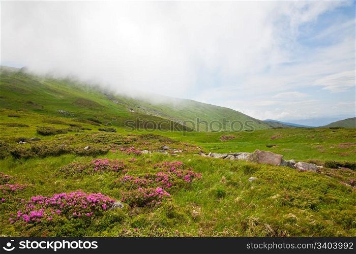 Pink rhododendron flowers on summer mountainside and cloud on top of hill(Ukraine, Carpathian Mountains)