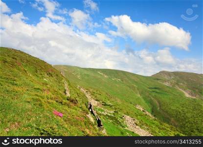 Pink rhododendron flowers on summer mountainside and cloud on top of hill(Ukraine, Carpathian Mountains)