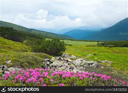 Pink rhododendron flowers on summer mountainside (Ukraine, Carpathian Mountains)