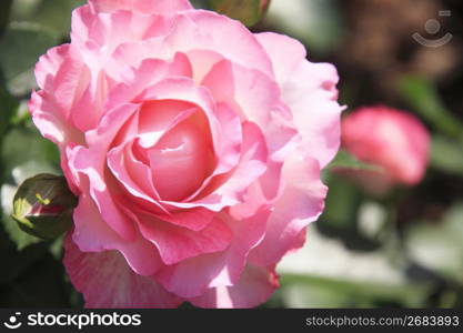 Pink rose