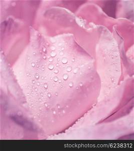 Pink rose background, beautiful gentle flower with dew drops on the petals, romantic greeting card for wedding or Valentine&rsquo;s day