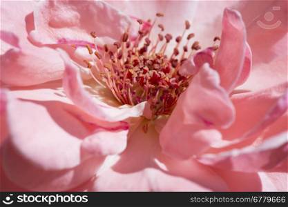 Pink rose background. Close up flower