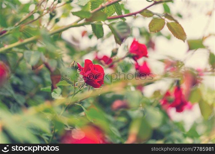 Pink Rose, beautiful nature background