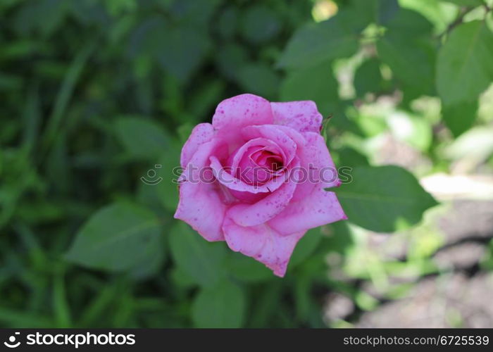 Pink rose blooming in the summer garden