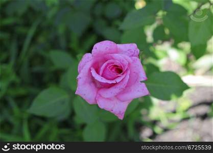 Pink rose blooming in the summer garden