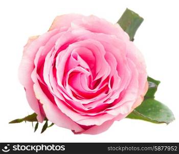 pink rose bud. pink rose bud isolated on white background