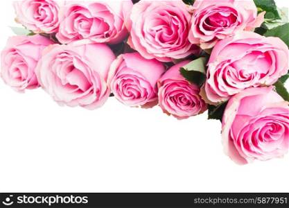 pink rose buds. border of fresh pink rose buds isolated on white background