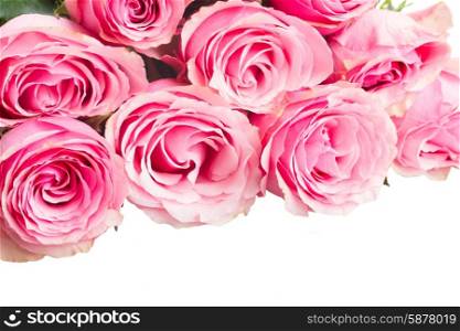 pink rose buds. border of pink rose buds isolated on white background