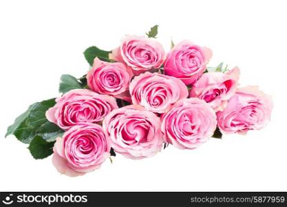 pink rose buds. Pile of pink rose buds isolated on white background