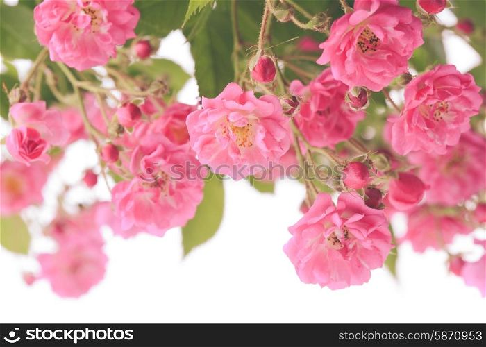 Pink rose bush isolated on white background. Pink rose bush