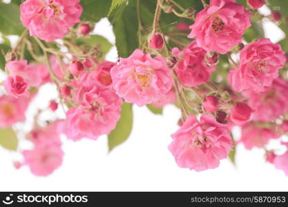 Pink rose bush isolated on white background. Pink rose bush