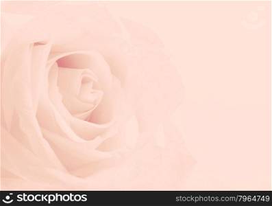 Pink rose close-up can use as wedding background. Soft blur focus. In sepia vintage pastel toned