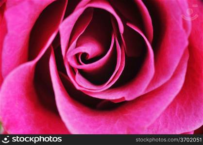 pink rose close up macro