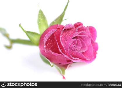 pink rose close up macro isolated on white