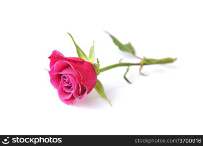 pink rose close up macro isolated on white