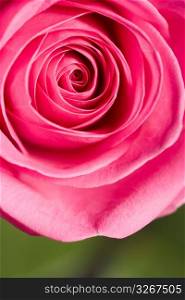 Pink rose, close-up, overhead view