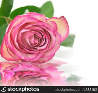 pink rose, close up shot