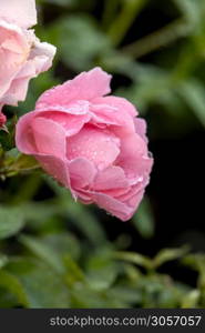 Pink Rose covered in raindrops in a garden in Candide Italy