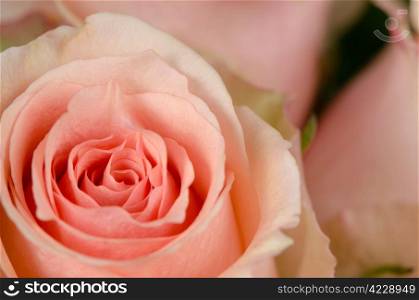 Pink rose flower background, top view closeup.