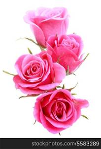 Pink rose flower bouquet isolated on white background cutout