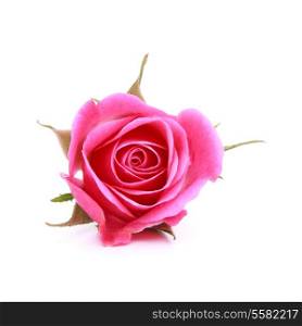 Pink rose flower head isolated on white background cutout
