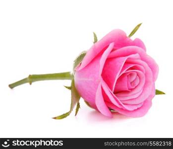 Pink rose flower head isolated on white background cutout