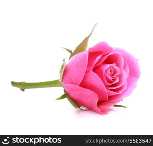 Pink rose flower head isolated on white background cutout