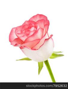 pink rose flower, isolated on white background