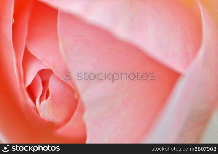Pink rose flower isolated with shallow depth of field
