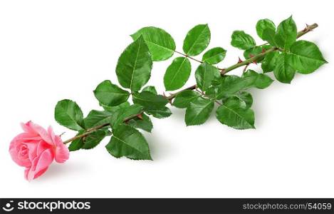 Pink rose flower lying isolated on white background. Pink rose flower lying