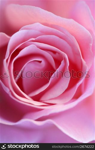 Pink rose flower macro crop detail in soft light