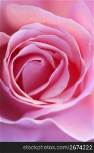Pink rose flower macro crop detail in soft light