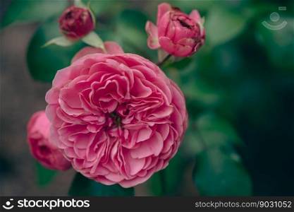 Pink Rose flower on the background of blur green leaves in the garden. Nature wallpaper background. Rose flower background
