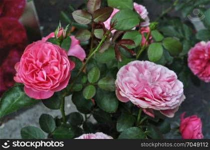 pink rose flower. pink rose perennial shrub (genus Rosa) flower bloom